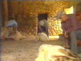 OVEJAS (6)